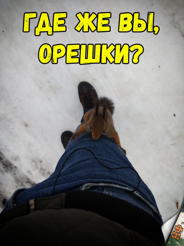 Милые животные. Мимиметр сломался
