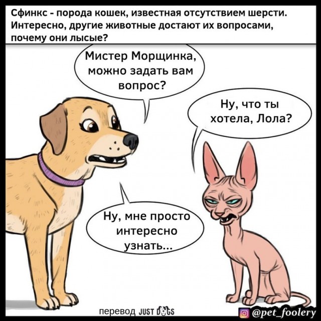 Бруд и Пикси