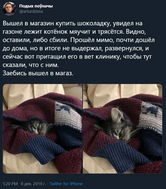 Котёнок