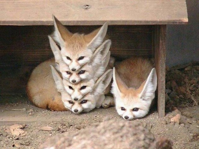 Фотограммы