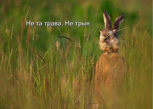 Бредзона