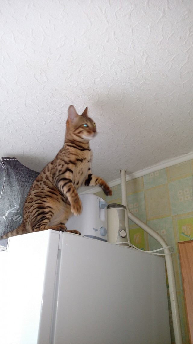 Как меня кота на пару дней попросили приютить