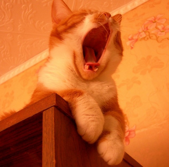̶К̶о̶р̶о̶н̶  Котовторник!