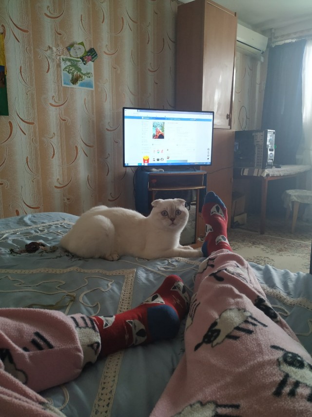 Чуток картинок не про вирус  13.0  Кошки и коты