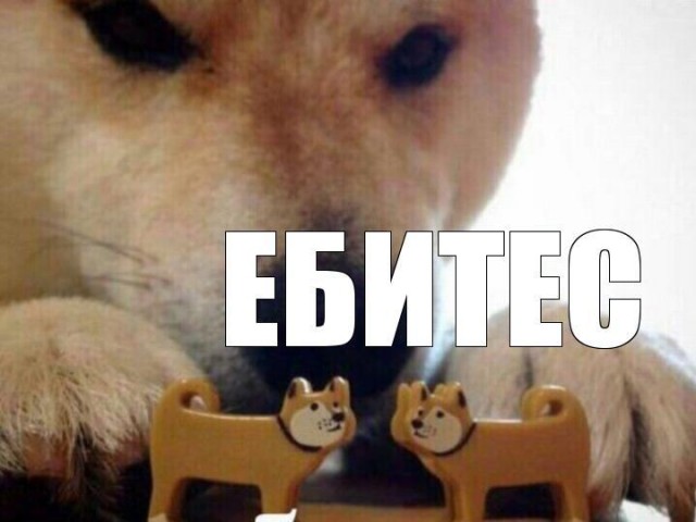 Помесь хаски и померанского шпица