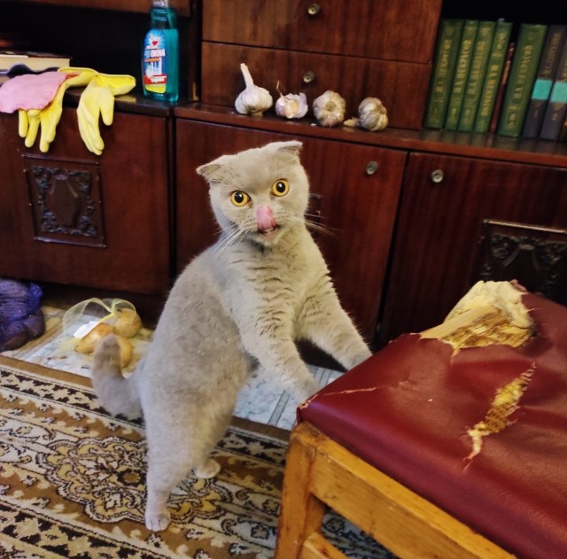 Эти забавные животные