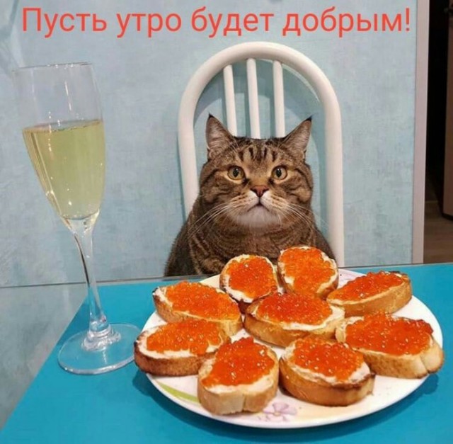 Из жизни маленького мейнкуна