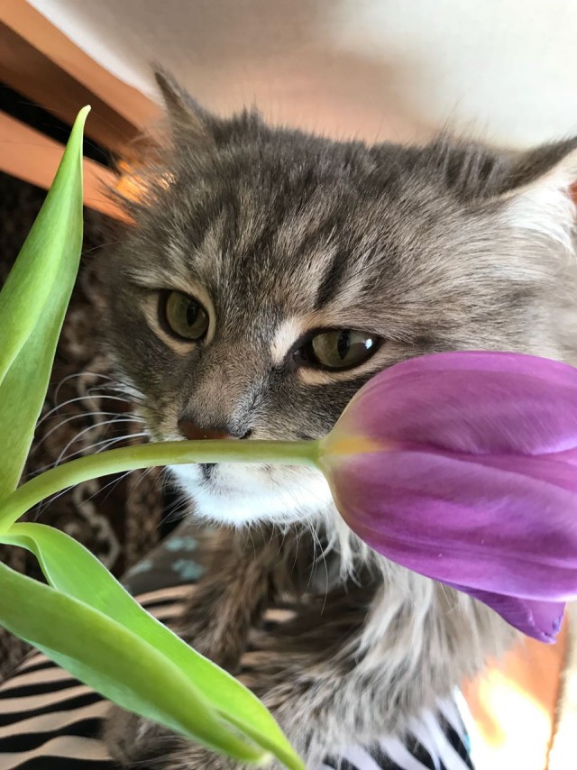 Житие одного кота. В фотографиях. Вторник же...