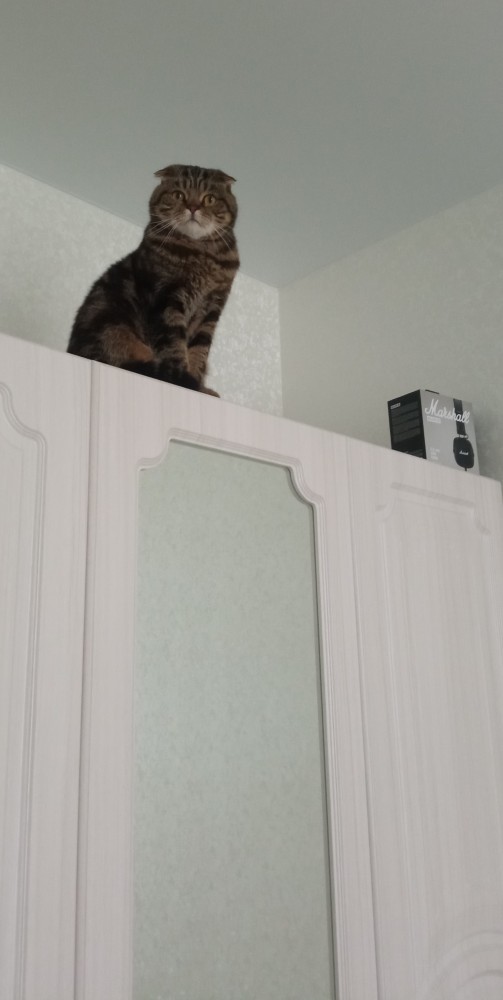 Котовторник. Добавляйте своих