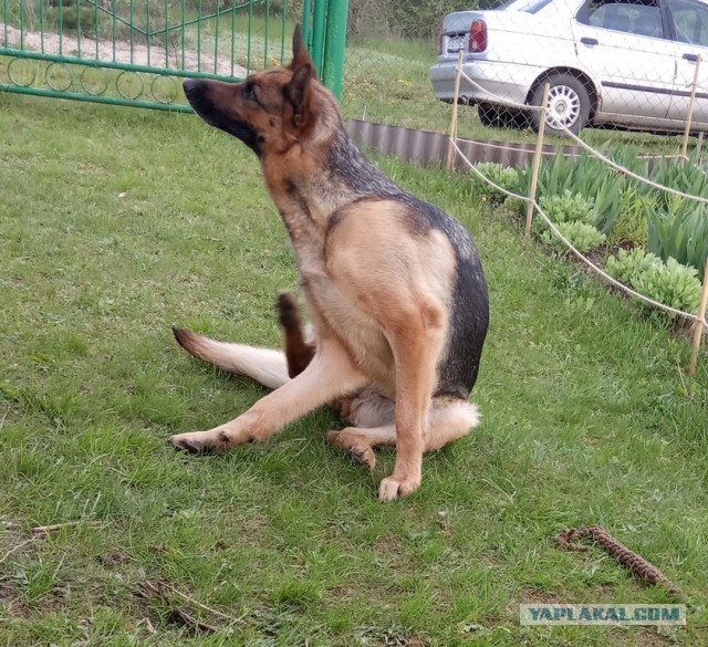 Собакены