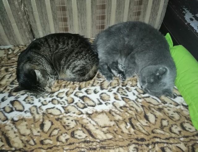 Хоба! Котовторник!