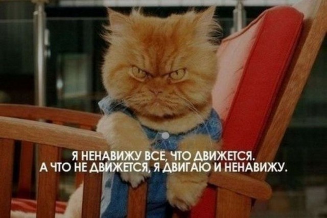 Злые котики - к последнему летнему котовторнику