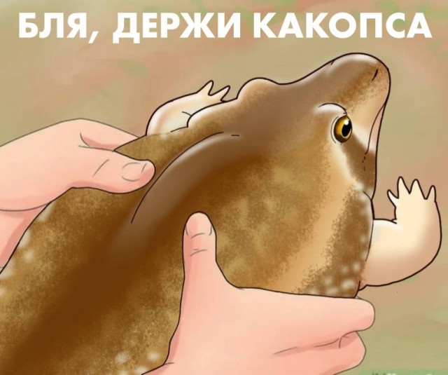 Подборка oбрaзовaтeльных YouTube-кaналов на все случаи жизни.