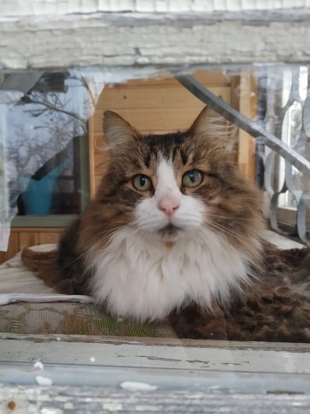 Котовторник так котовторник