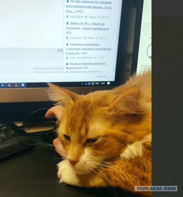 Коты, которые чихать хотели на ваше личное пространство
