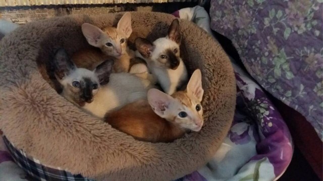 Первый котовторник 2022