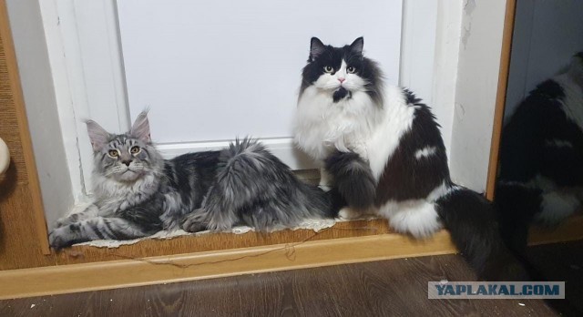 Котовторник 25.01.22