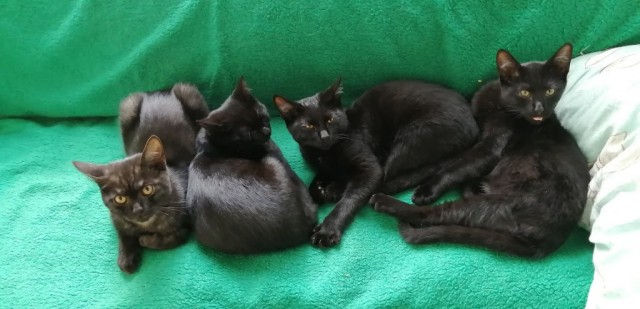 Котовторник 25.01.22
