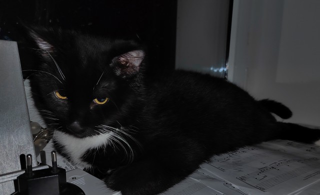 Котовторник. Февраль