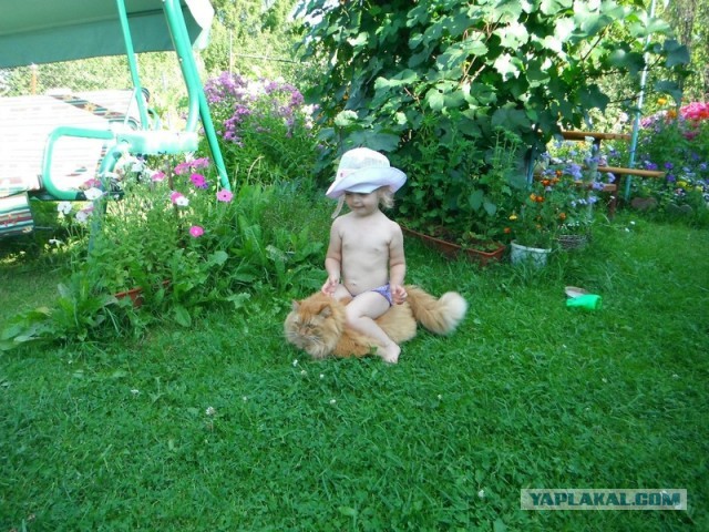 Шерстяной охранник