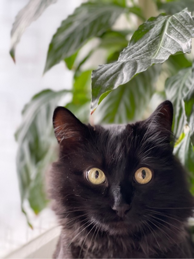 Вариант кота с лампой