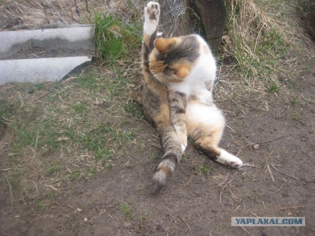 Жизнь домашнего приюта для котеек 389