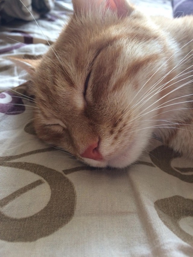 Немного милоты в котовторник