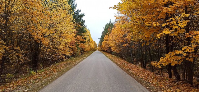 Сходил по грибы!
