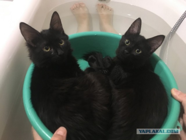 Сегодня День защиты черных котов!