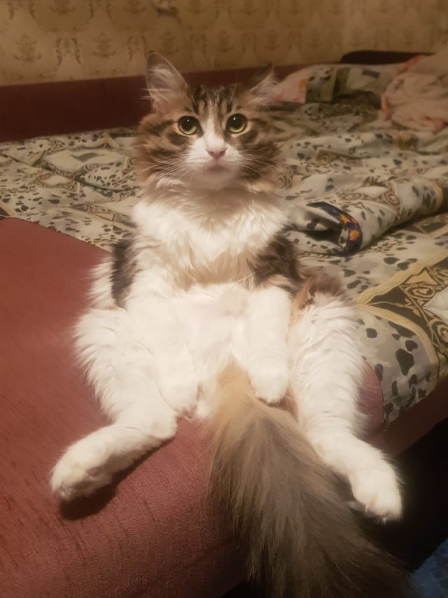 Мой котовторник