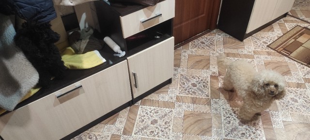 Мои мелкие собаки