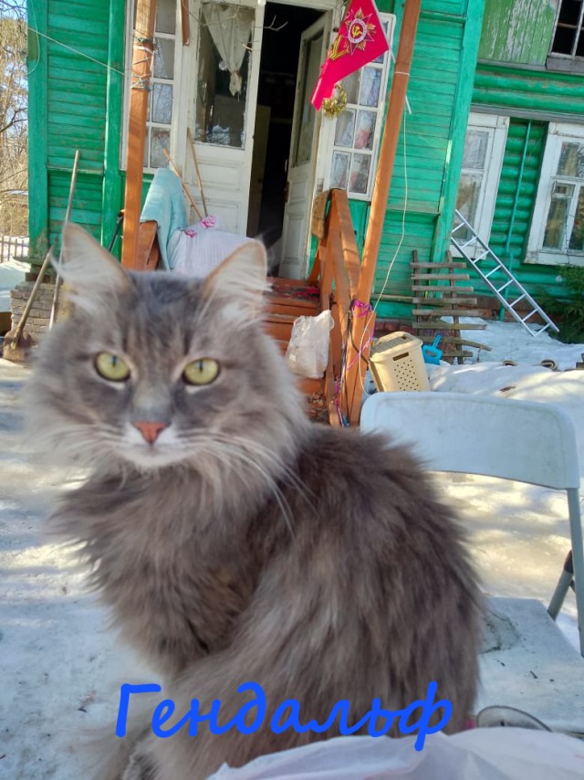 Жизнь домашнего приюта "Котоленд" 380