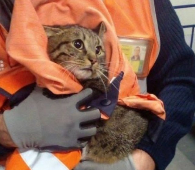 Эпопея со сбежавшим в А/П "Внуково" котом закончилась