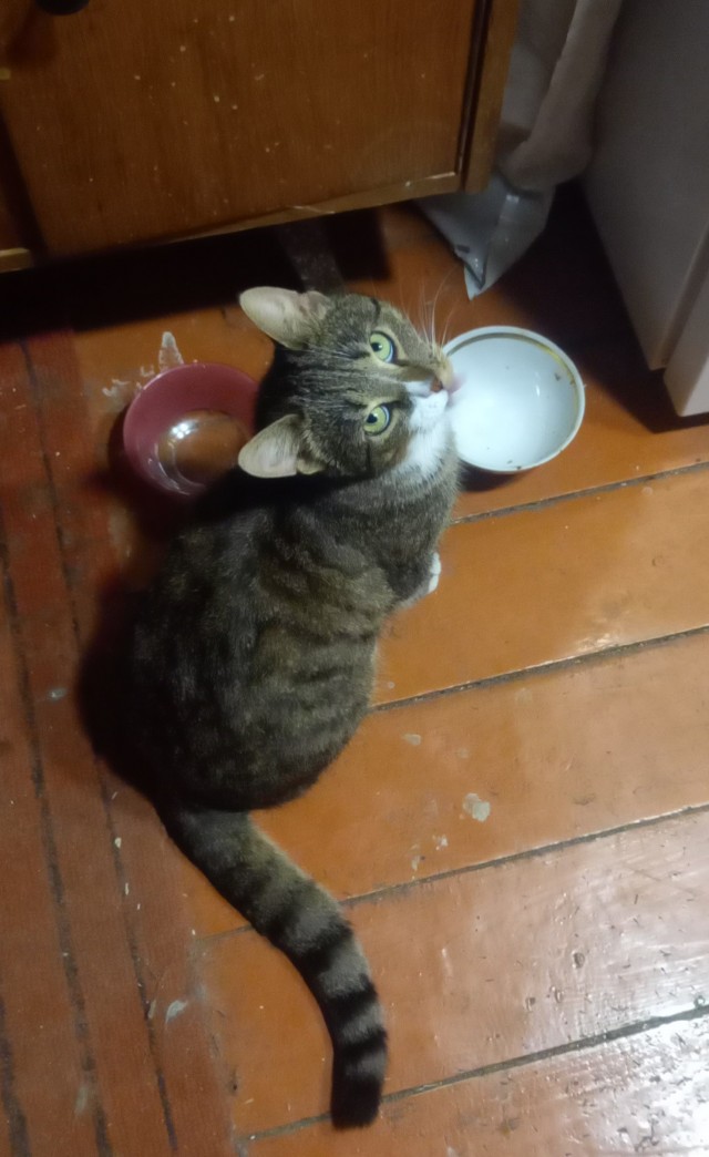 Начинаем котофторник?