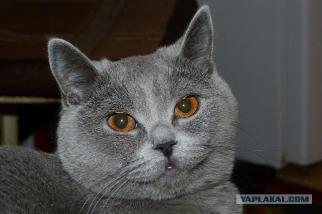 Котовторник 16.04.2013
