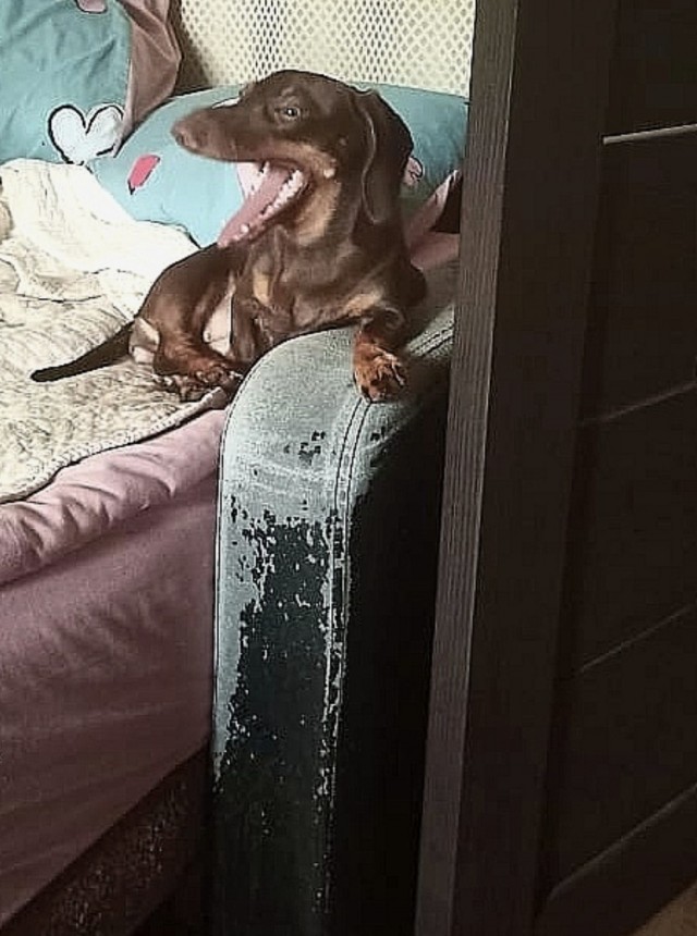 Изумительные существа