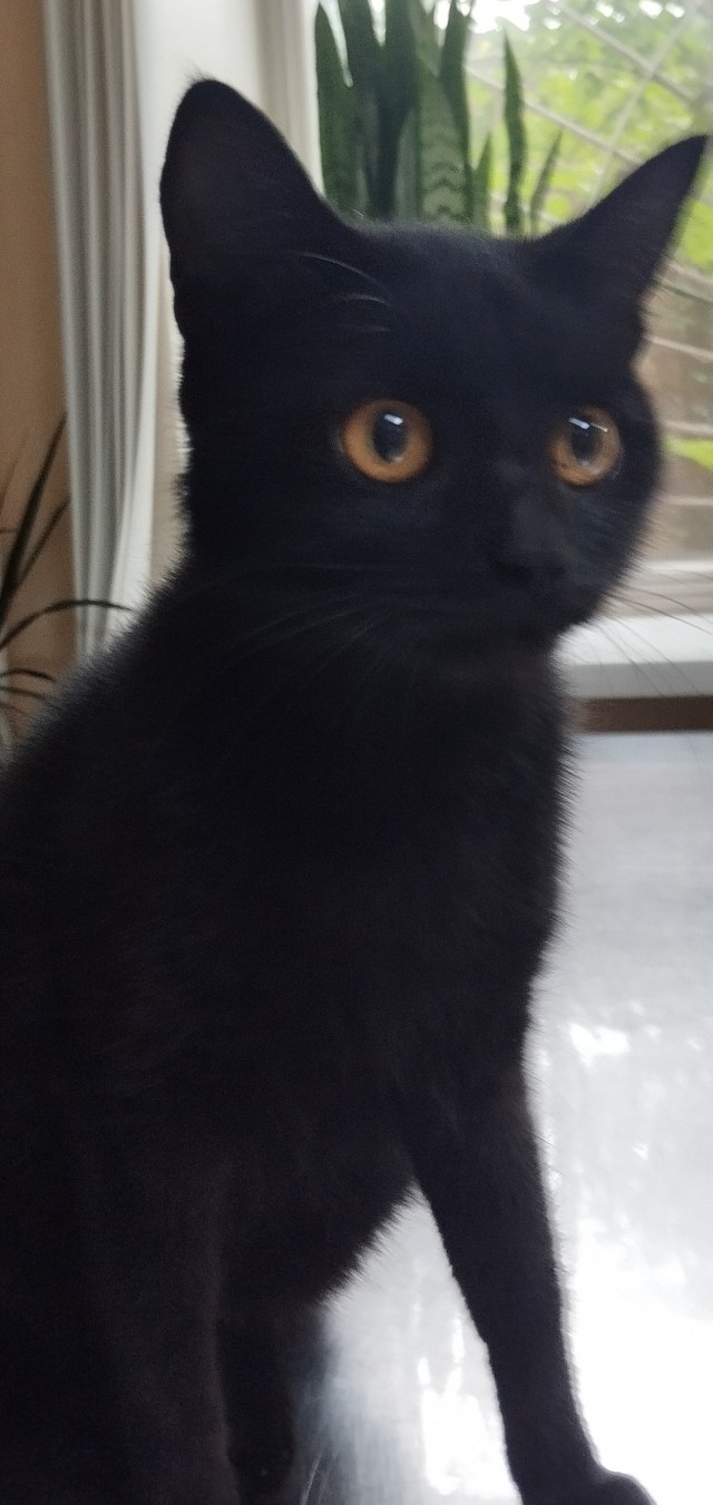 Кошак