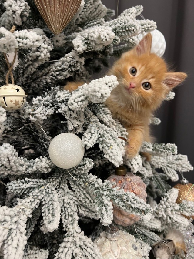 Новогодний кот