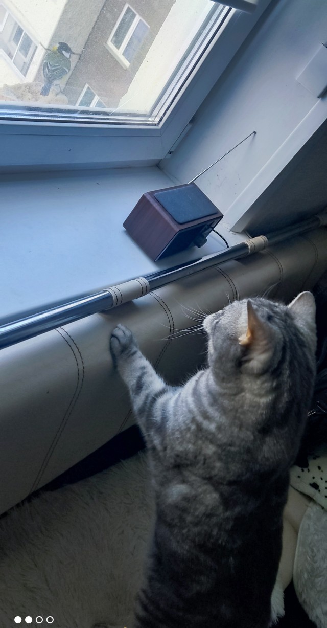 Толстые коты