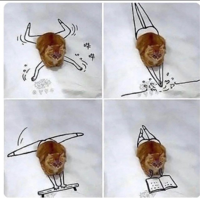 Котовторник в картинках