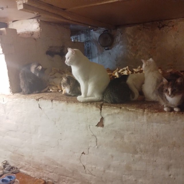 Коты деревенской породы