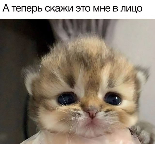 Картиночки, LOL