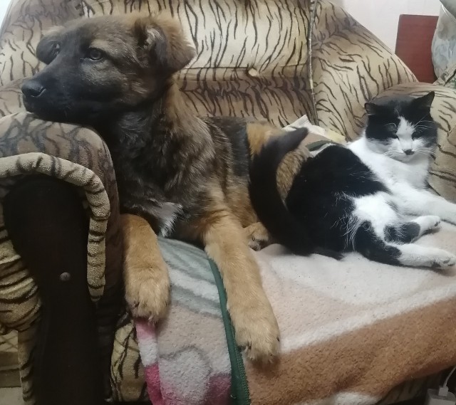Кошки против собак