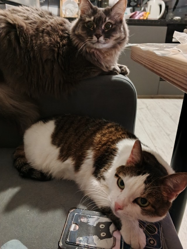 Котовторник