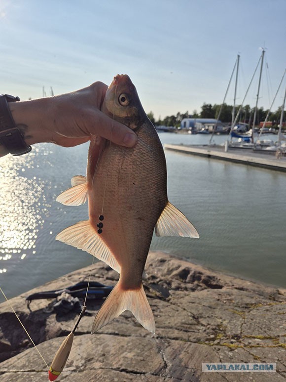 Немного рыбки