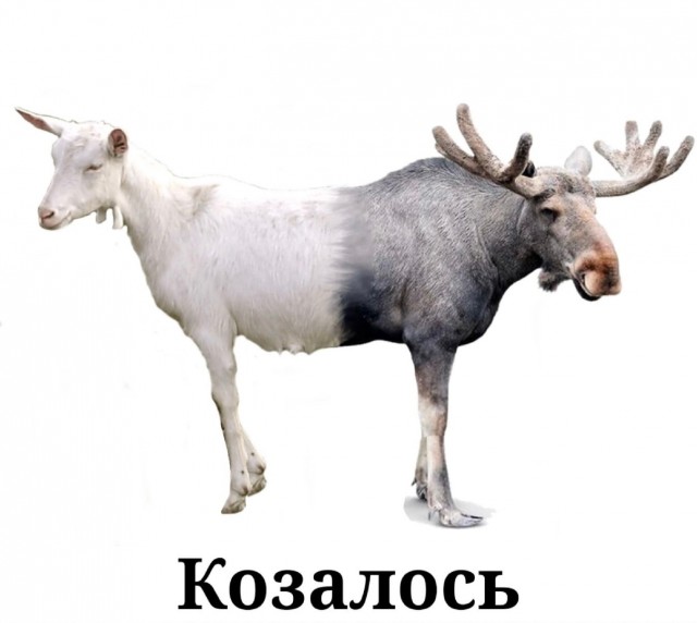 8 картинок животного мира