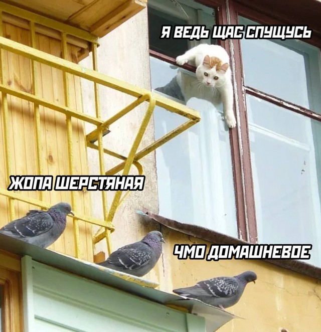 Картинки для деградации (разной степени свежести)