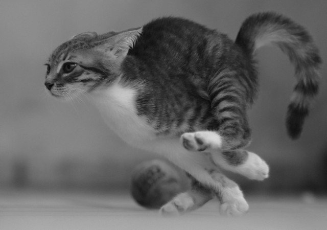 Осенью кота искать просто