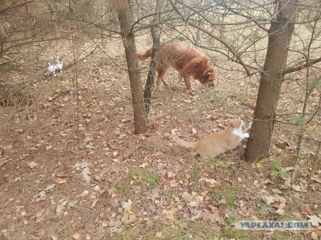 Жизнь домашнего приюта для котеек 561