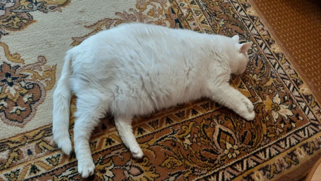 Котовторник наступил